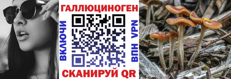KRAKEN ТОР  Холм  Псилоцибиновые грибы мицелий 